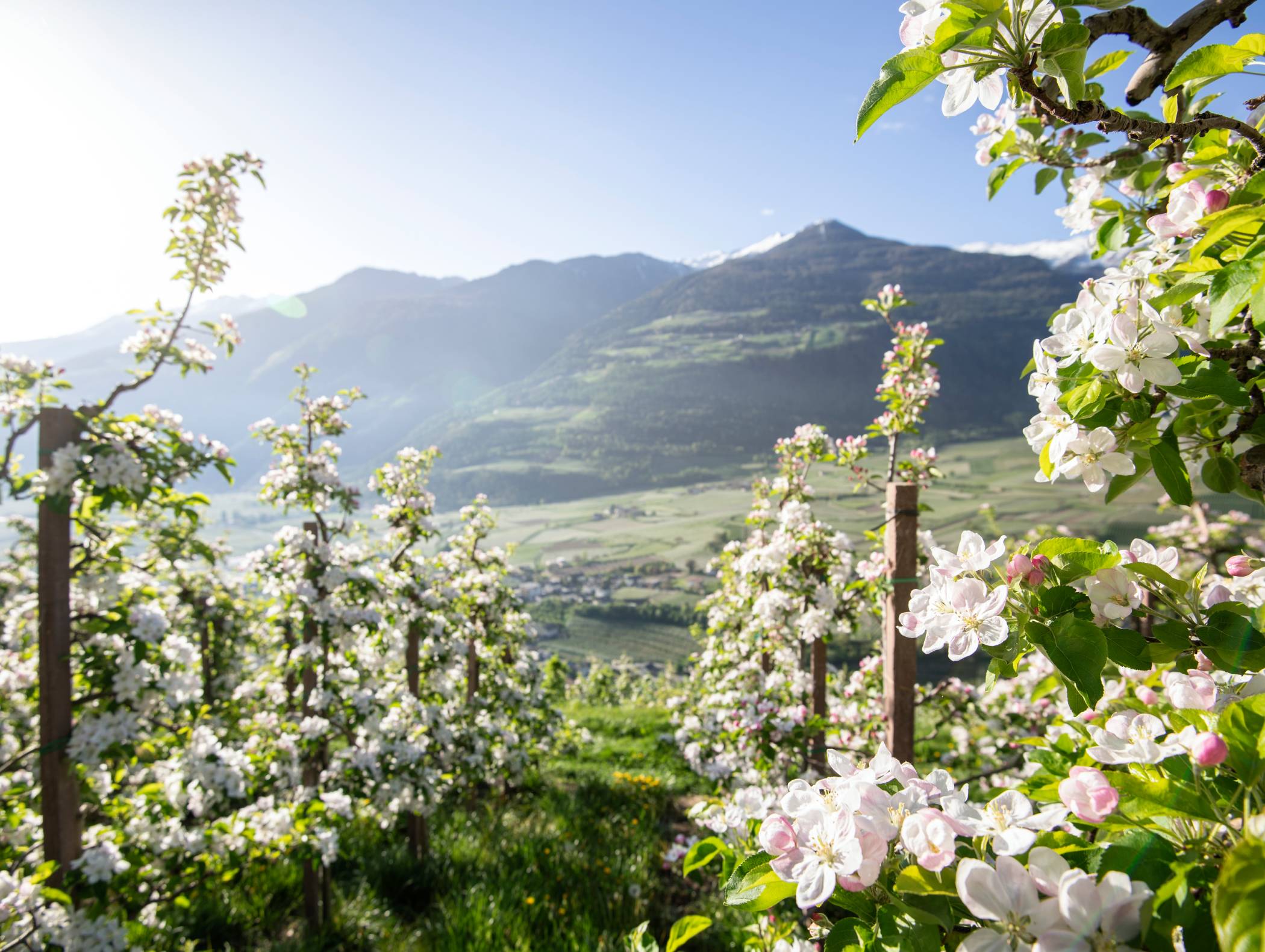 Apfelblüte - Südtirol